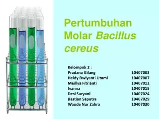 pertumbuhan molar bacillus cereus