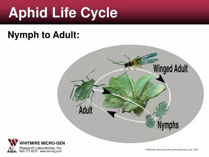 aphid life cycle