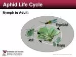 Aphid Life Cycle - slide 1