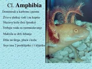 cl amphibia