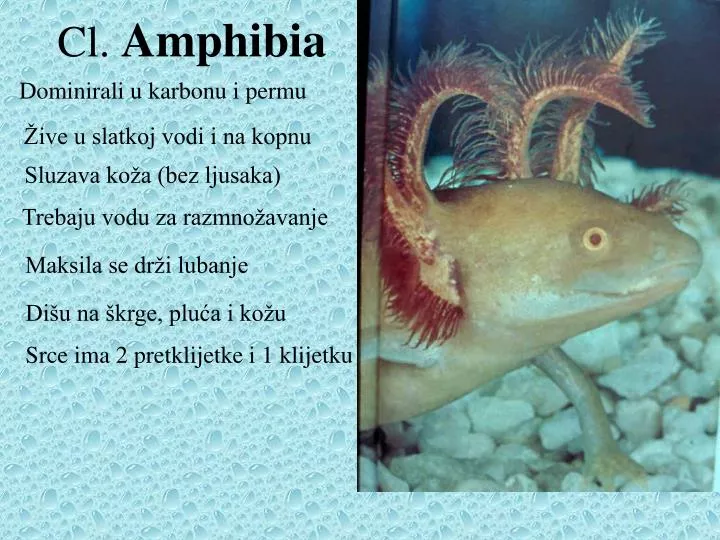 cl amphibia