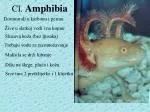 Cl. Amphibia - slide 1