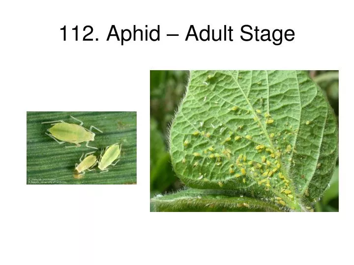 112 aphid adult stage