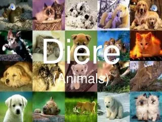 diere