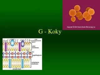 g koky