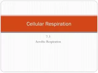 Cellular Respiration