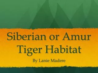 Siberian or Amur Tiger Habitat