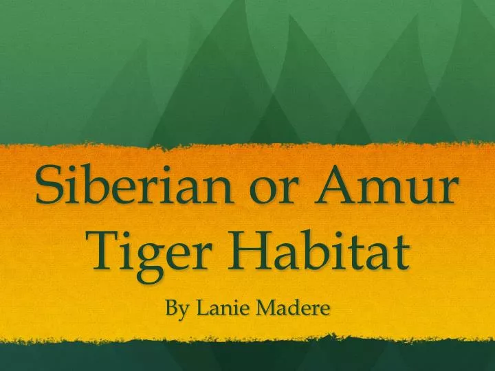 siberian or amur tiger habitat