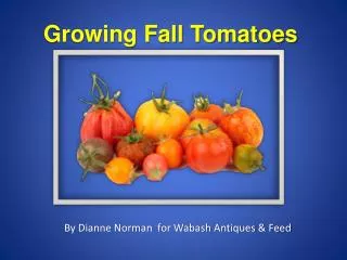 Growing Fall Tomatoes
