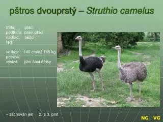 pštros dvouprstý – Struthio camelus