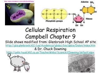 clickatutor/mitochondria.jpg