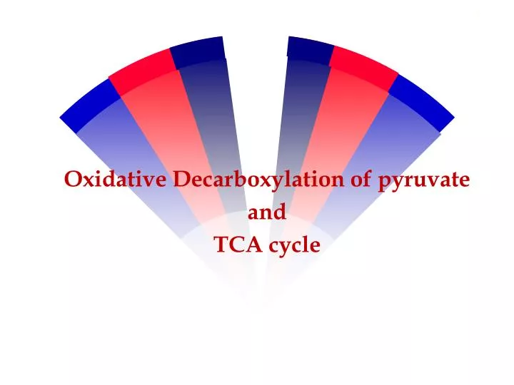 oxidative decarboxylation of pyruvate and tca cycle