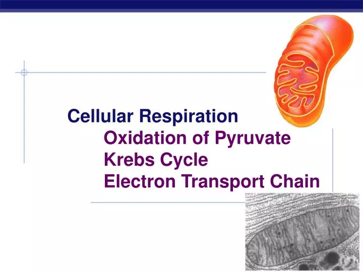 cellular respiration oxidation of pyruvate krebs cycle electron transport chain