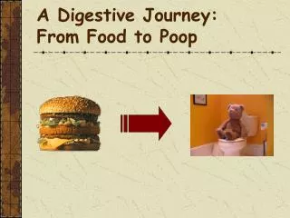 A Digestive Journey: From Food to Poop