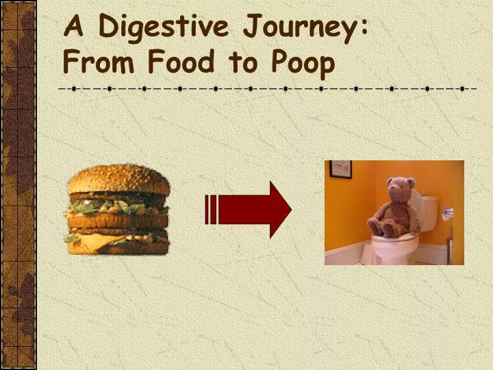a digestive journey from food to poop