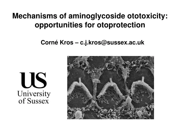 mechanisms of aminoglycoside ototoxicity opportunities for otoprotection