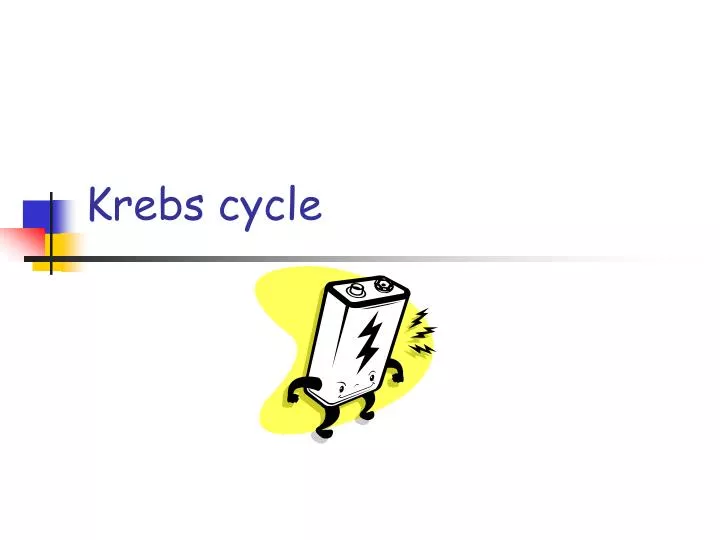 krebs cycle