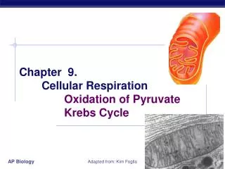 Chapter 9. 	Cellular Respiration 		Oxidation of Pyruvate 		Krebs Cycle