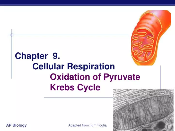 chapter 9 cellular respiration oxidation of pyruvate krebs cycle