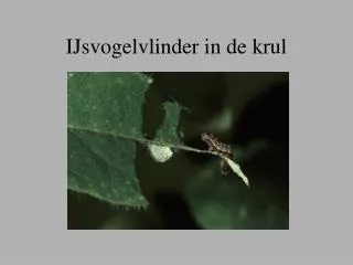 ijsvogelvlinder in de krul