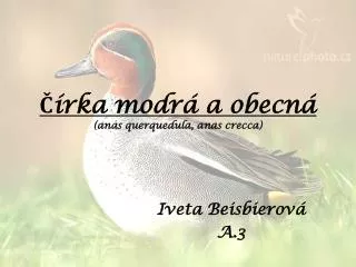 rka modr a obecn anas querquedula anas crecca
