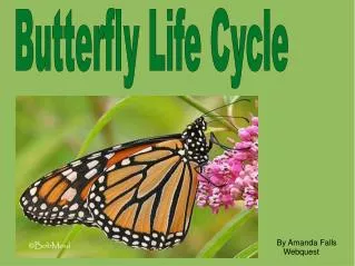 Butterfly Life Cycle