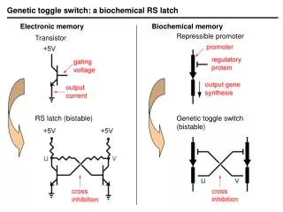 Genetic toggle switch: a biochemical RS latch