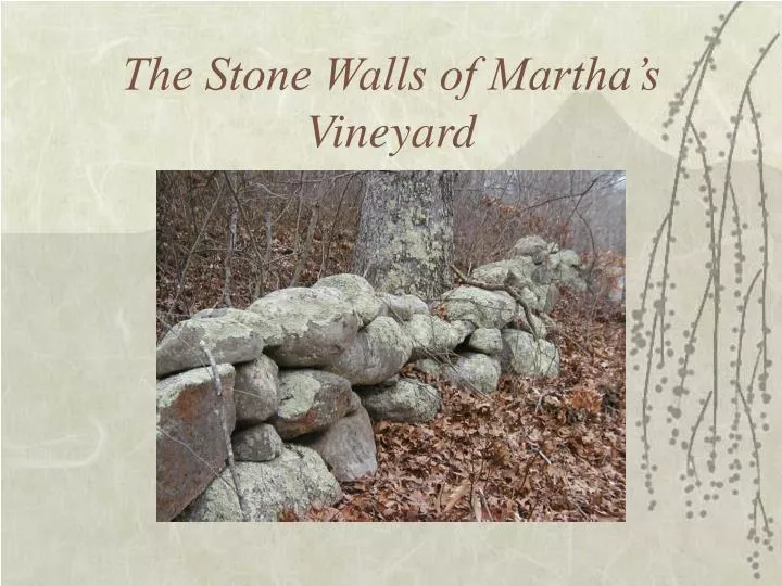 the stone walls of martha s vineyard