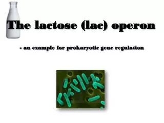 The lactose (lac) operon