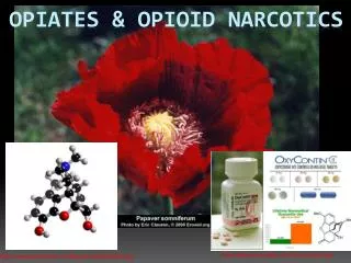 Opiates &amp; Opioid Narcotics