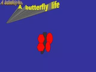 A butterfly live