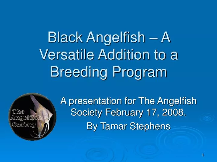 black angelfish a versatile addition to a breeding program