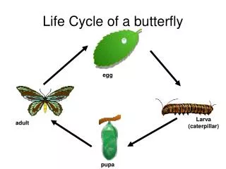 Life Cycle of a butterfly