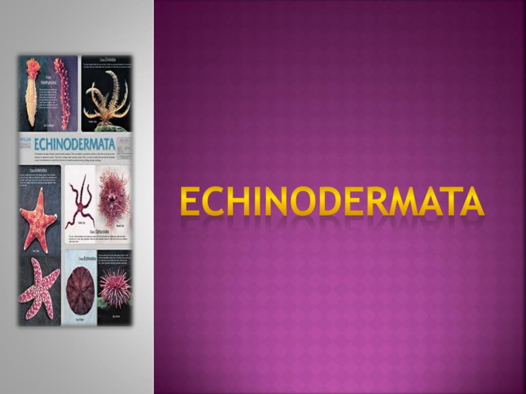 PPT - ECHINODERMATA PowerPoint Presentation, free download - ID:4184322