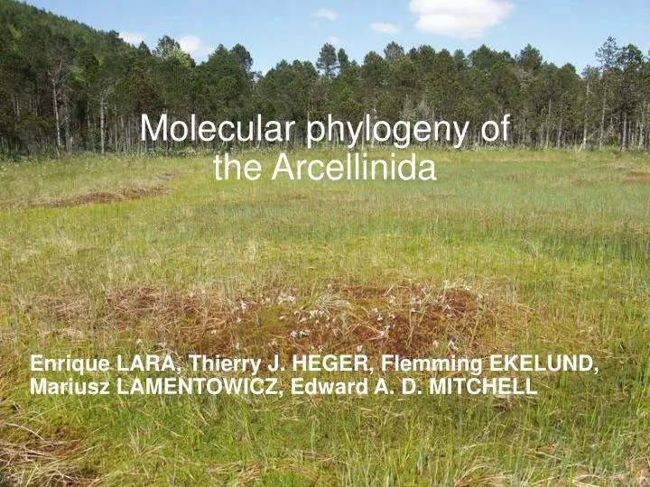 molecular phylogeny of the arcellinida