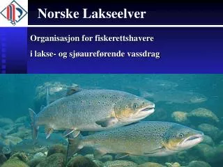 norske lakseelver