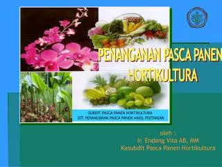 PPT - PENANGANAN PASCA PANEN DALAM PENGEMBANGAN AGRIBISNIS JAGUNG ...