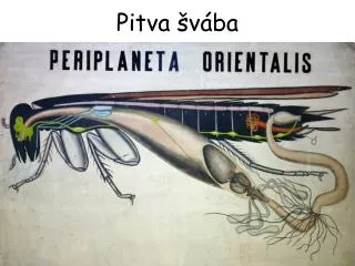 pitva v ba