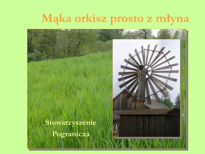 m ka orkisz prosto z m yna