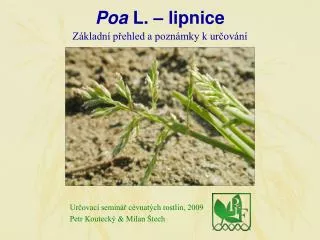 Poa L. – lipnice