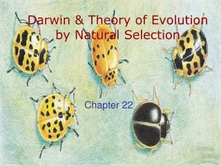 Darwin &amp; Theory of Evolution by Natural Selection