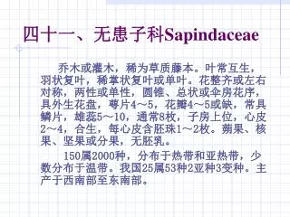 sapindaceae