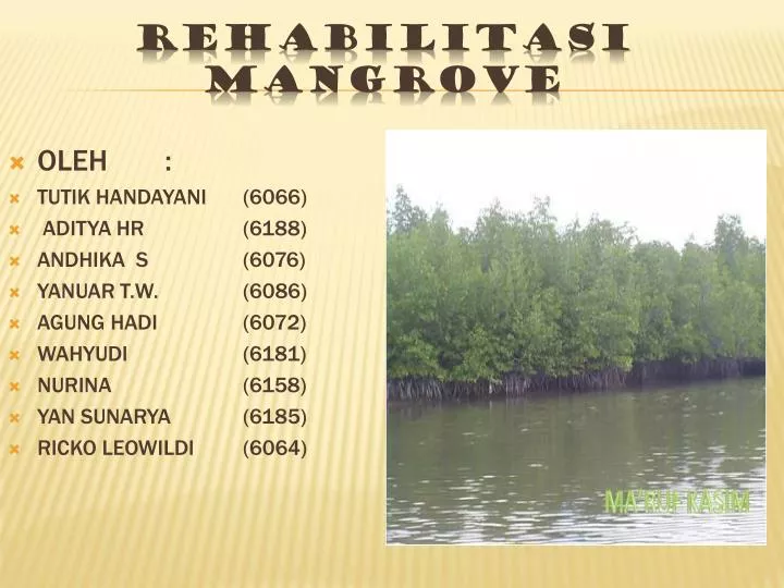 rehabilitasi mangrove