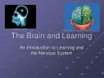 The Brain and Learning - slide 1
