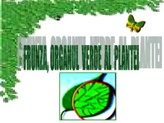 FRUNZA, ORGANUL VERDE AL PLANTEI