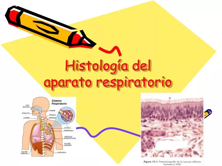 histolog a del aparato respiratorio