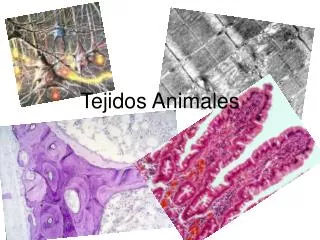 tejidos animales