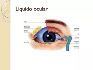 liquido ocular
