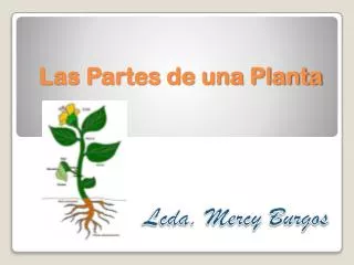 las partes de una planta