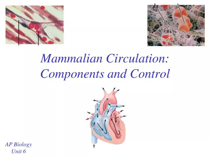 mammalian circulation components and control